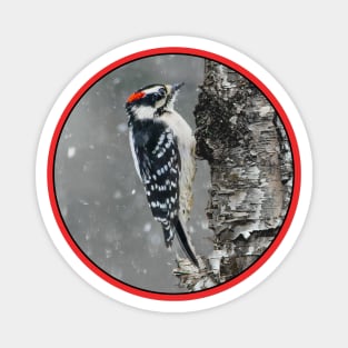 Downy Woodpecker in Snow Photograph Magnet